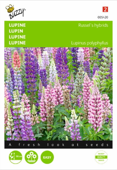 Lupine Russell Hybrids (Lupinus) 90 zaden BU